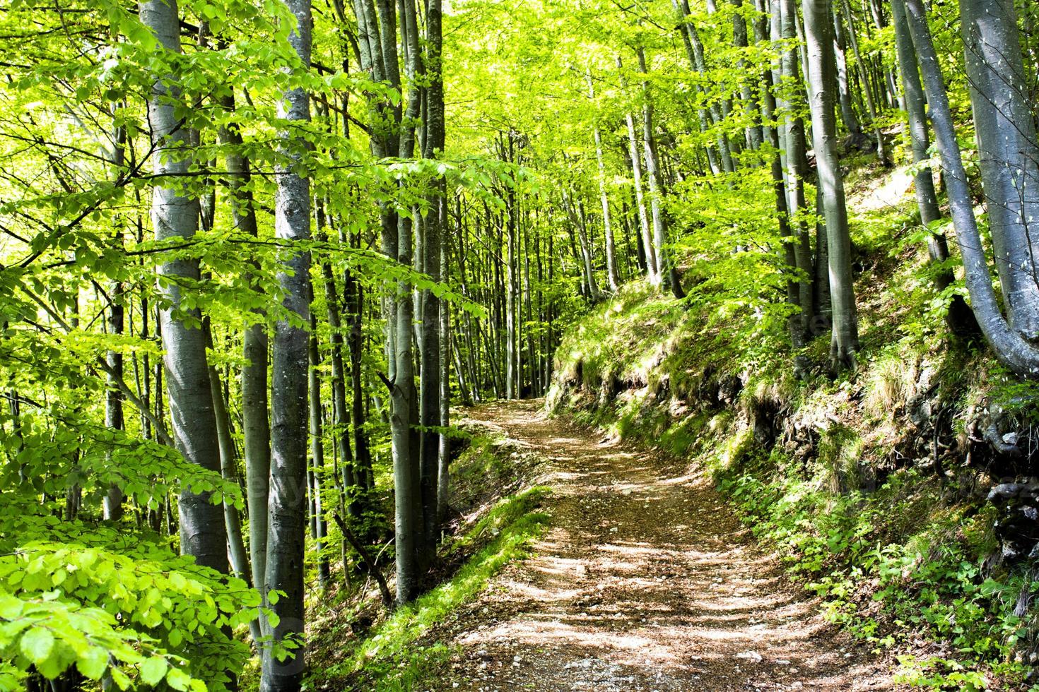 stig i skogen foto