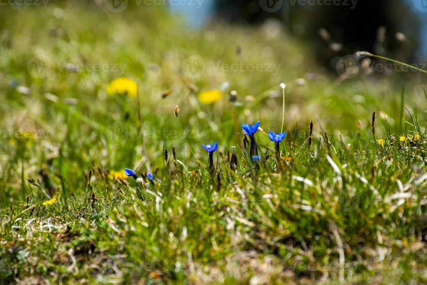 gentian i blom foto