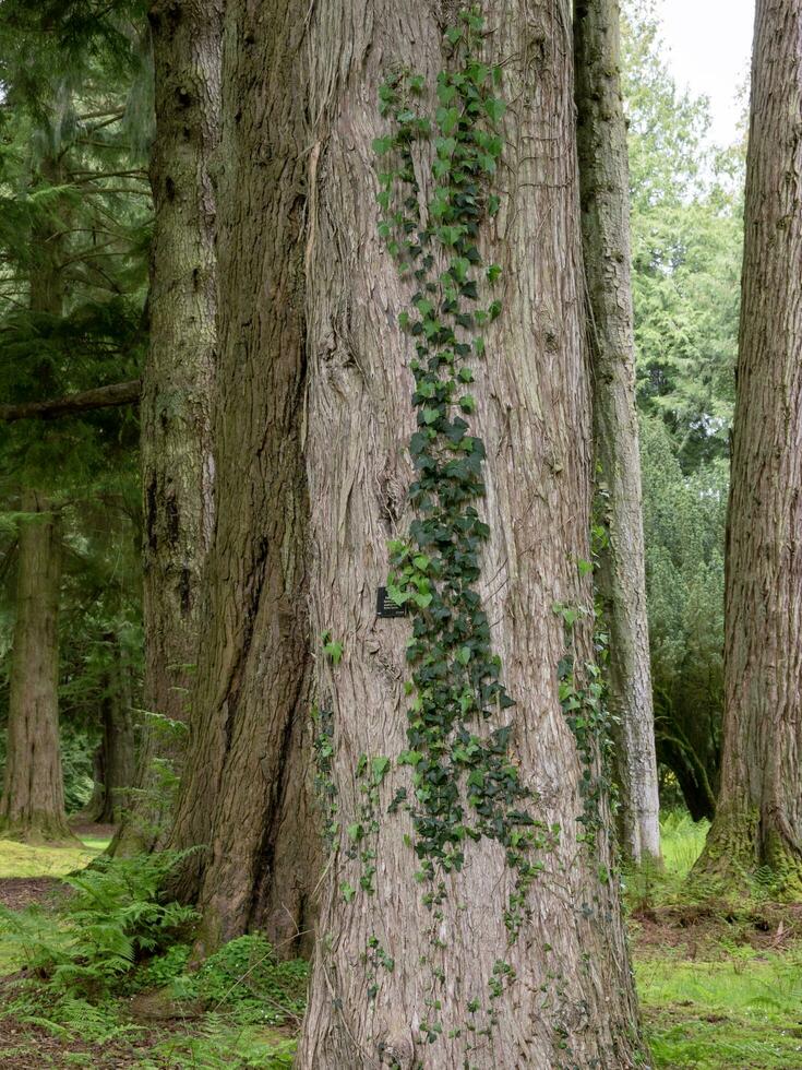 murgröna växande upp en träd trunk i en trä foto