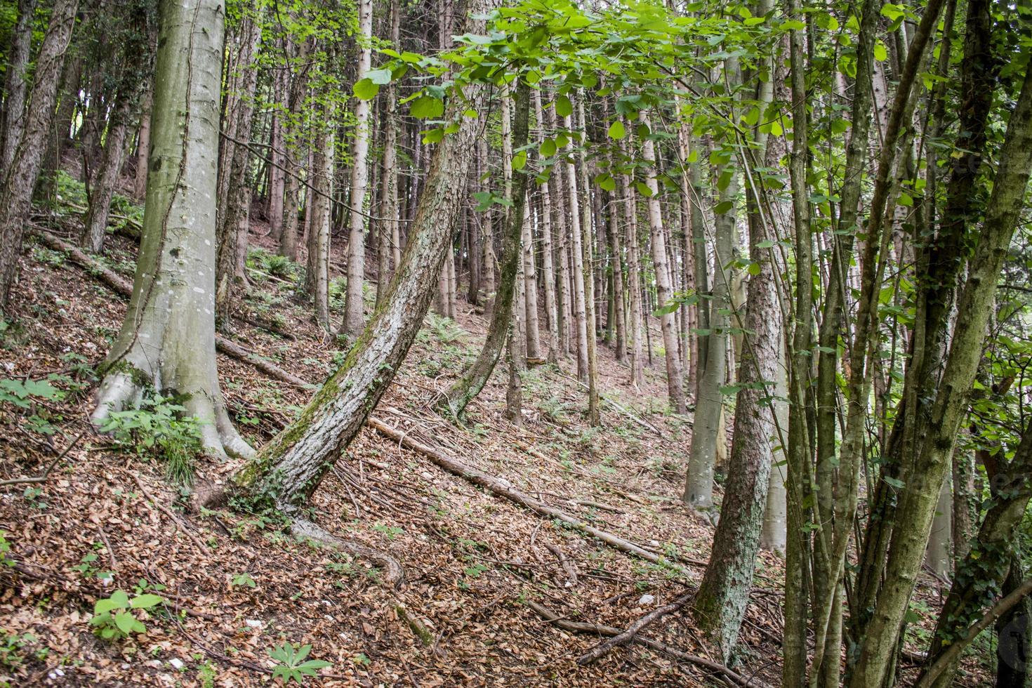 träd i skogen foto