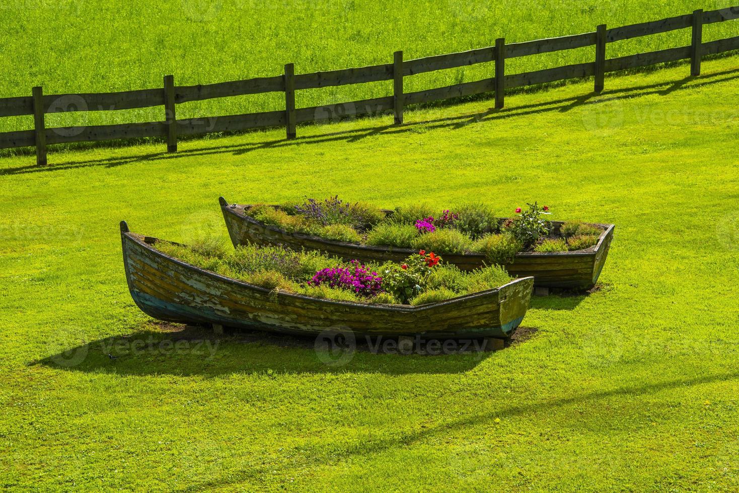 två gamla träbåtar som används som planteringar mitt i en grön gräsmatta foto