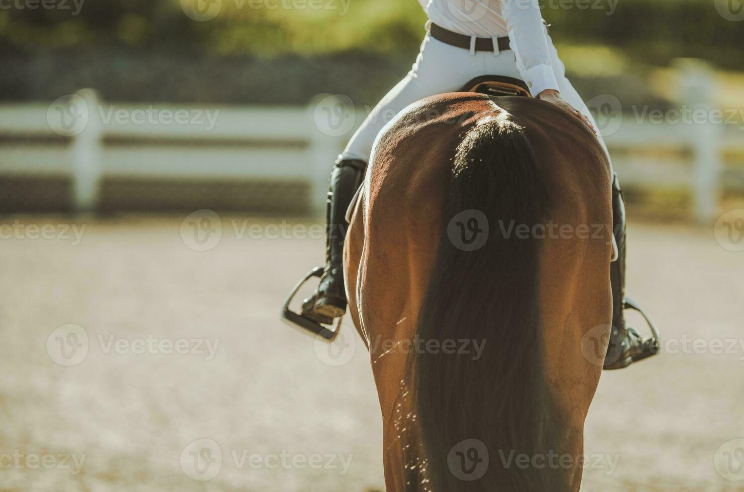 professionell häst ridning foto