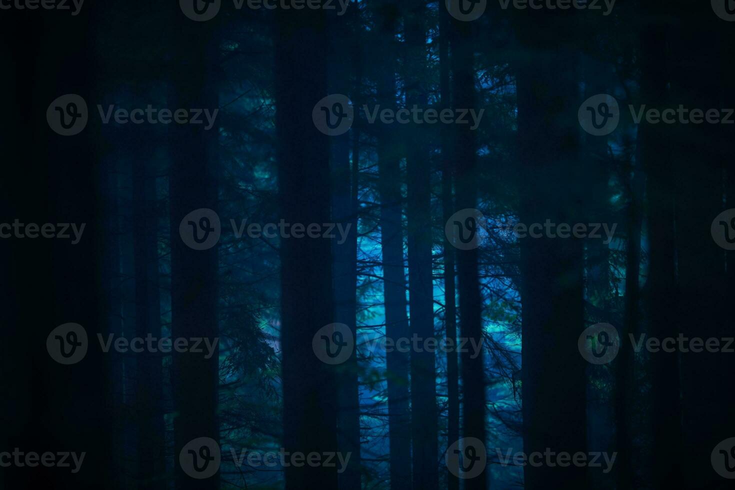 mörk skog på natt foto