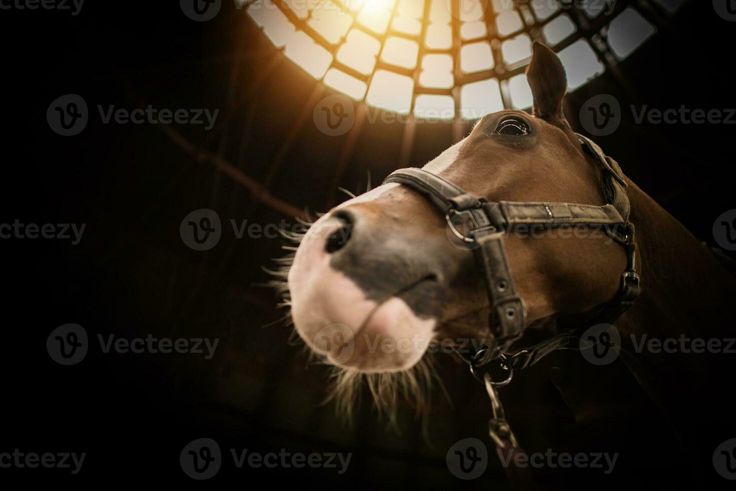 häst i de ladugård närbild foto