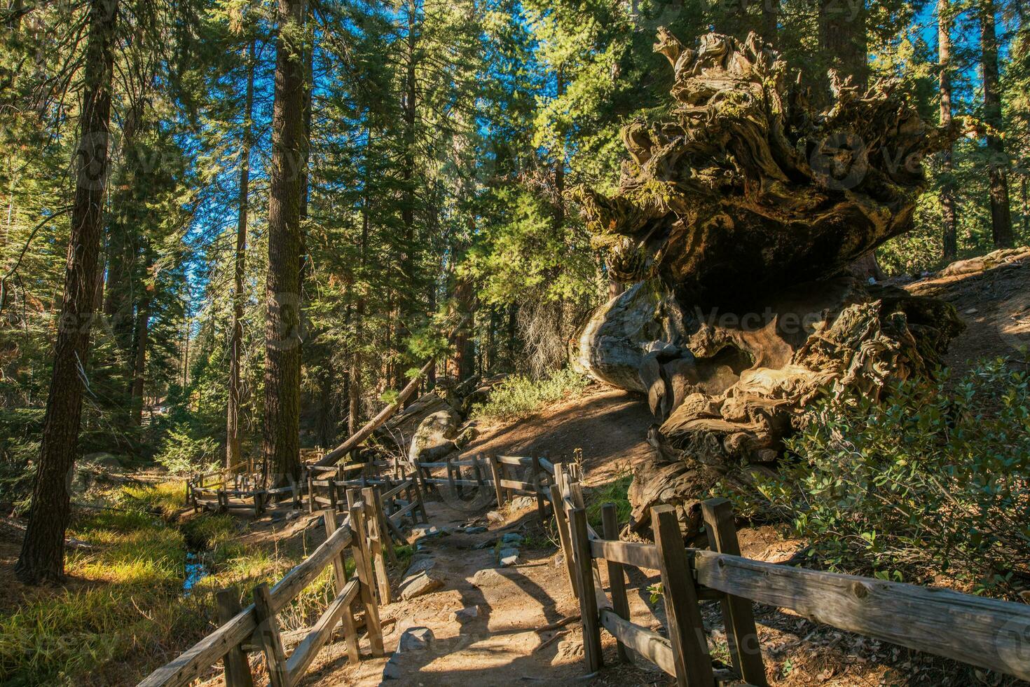 vandring spår i sequoia nationell parkera. foto