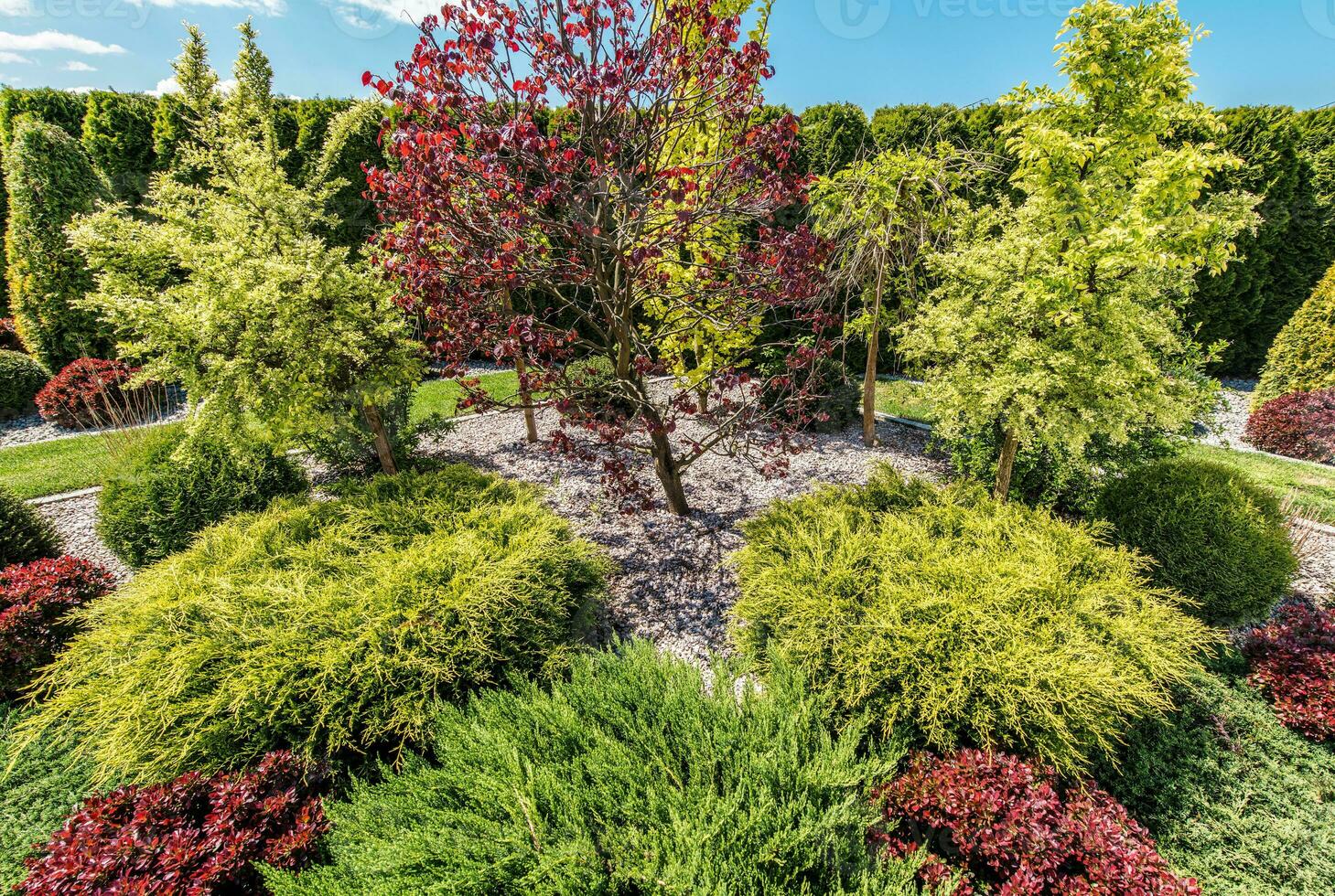 bakgård trädgård full av färgrik dekorativ träd foto