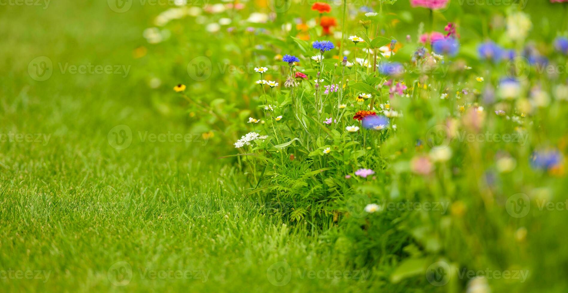 färgrik vild blomning i sommar. foto