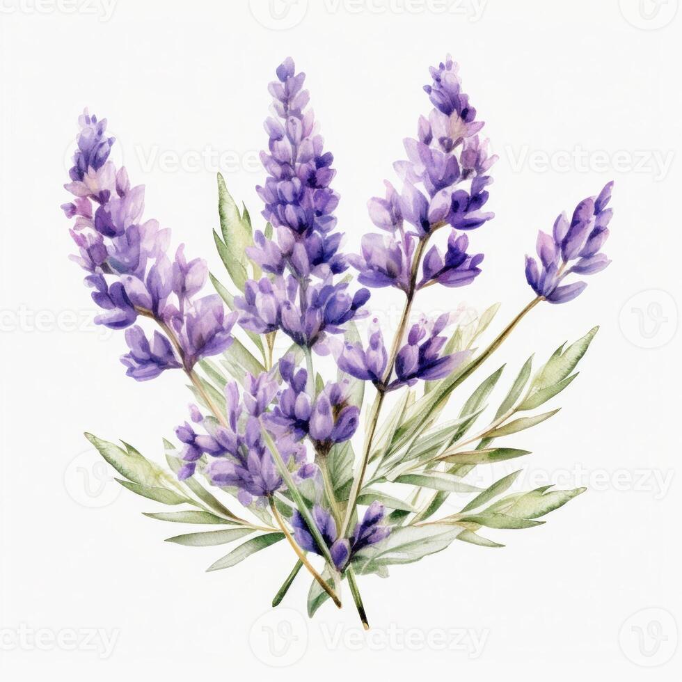 lavendel- blommor isolerat. illustration ai generativ foto