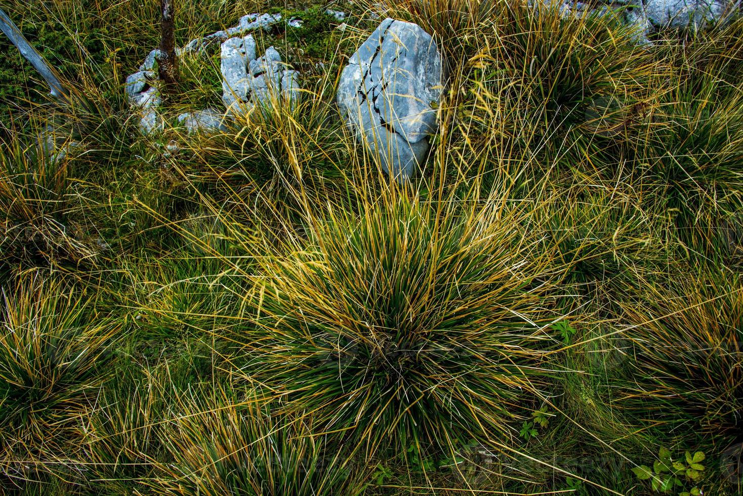 grönt och gult höstgräs med sten foto