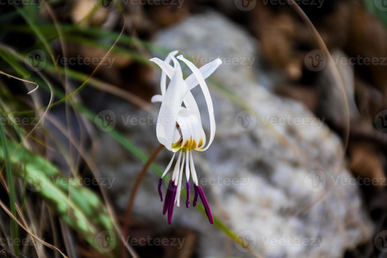 en vit erythronium dens-canis i underväxt foto