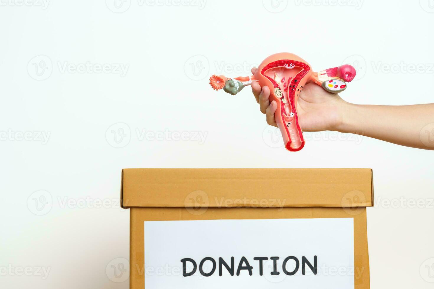 organ donation, välgörenhet, volontär, ger begrepp. hand innehav livmoder och äggstockar modell in i donera låda för Stöd äggstockar och cervical cancer, endometrios, uterin myom, reproduktiv systemet foto