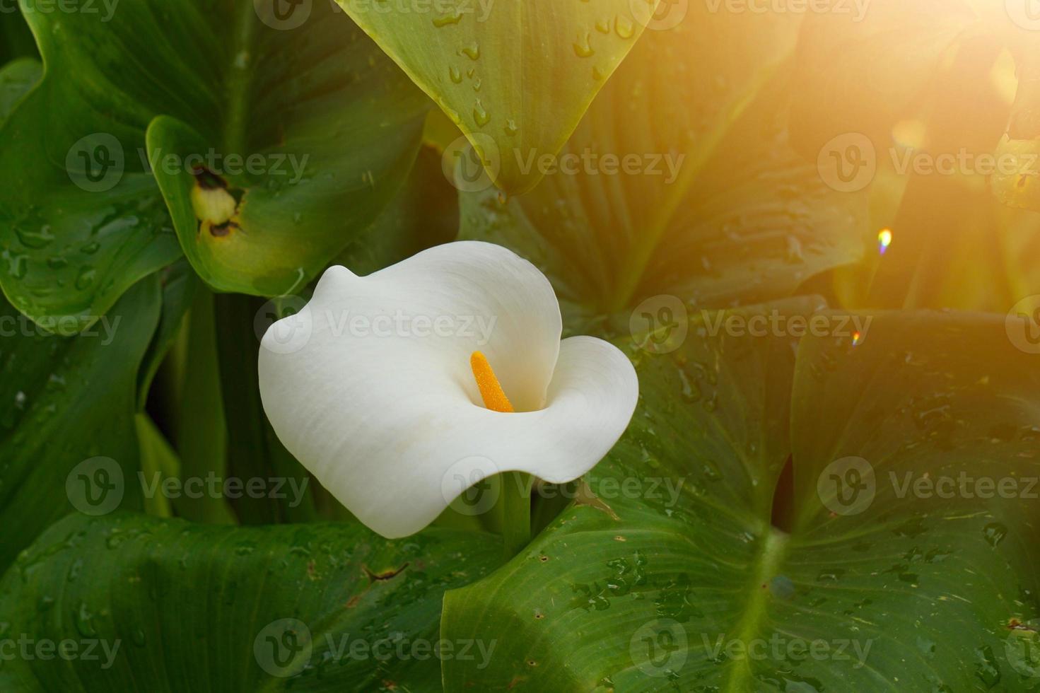 vacker vit lilja calla blomma under vårsäsongen foto