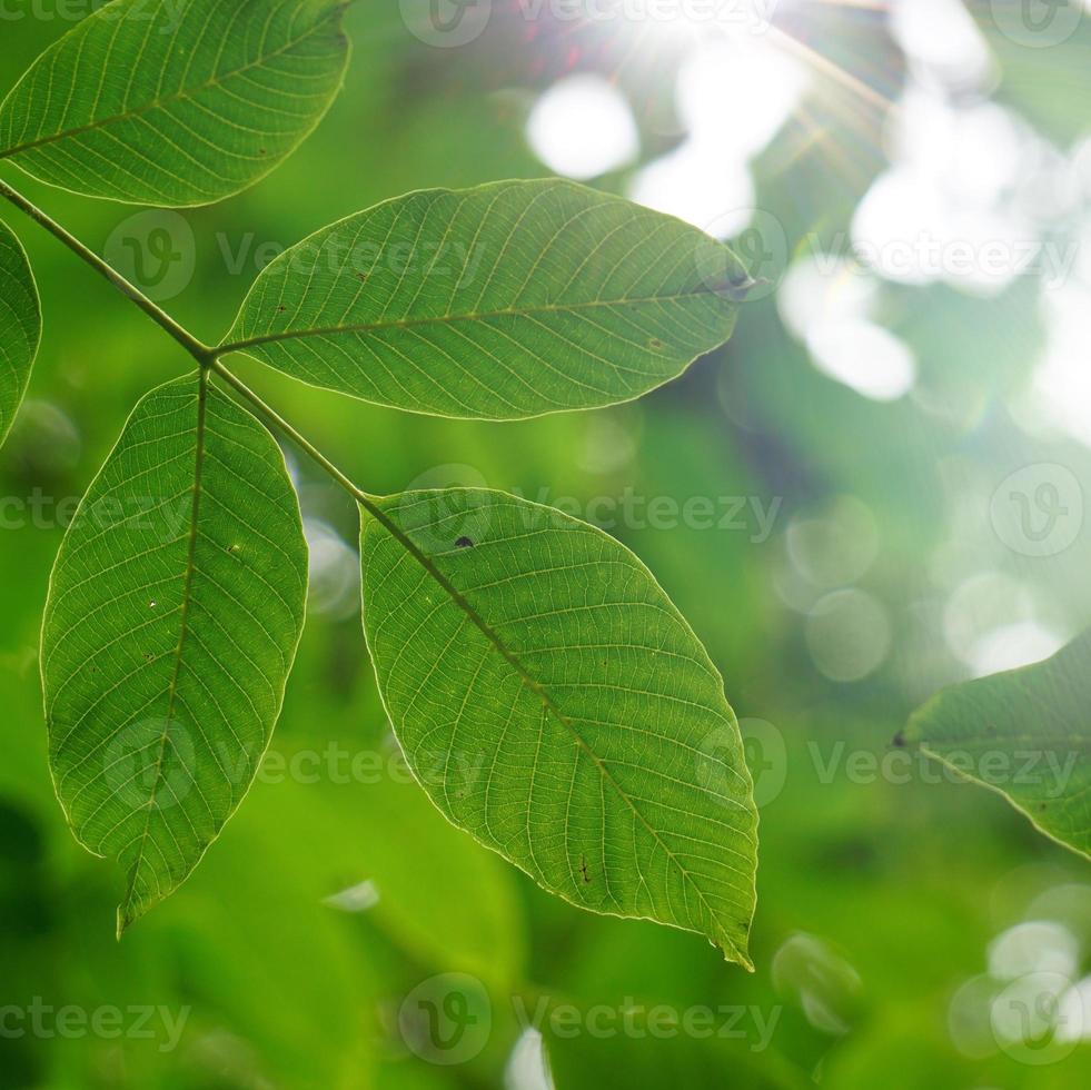 gröna trädblad på våren foto