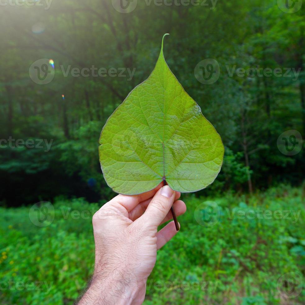 hand med gröna blad som känner naturen foto