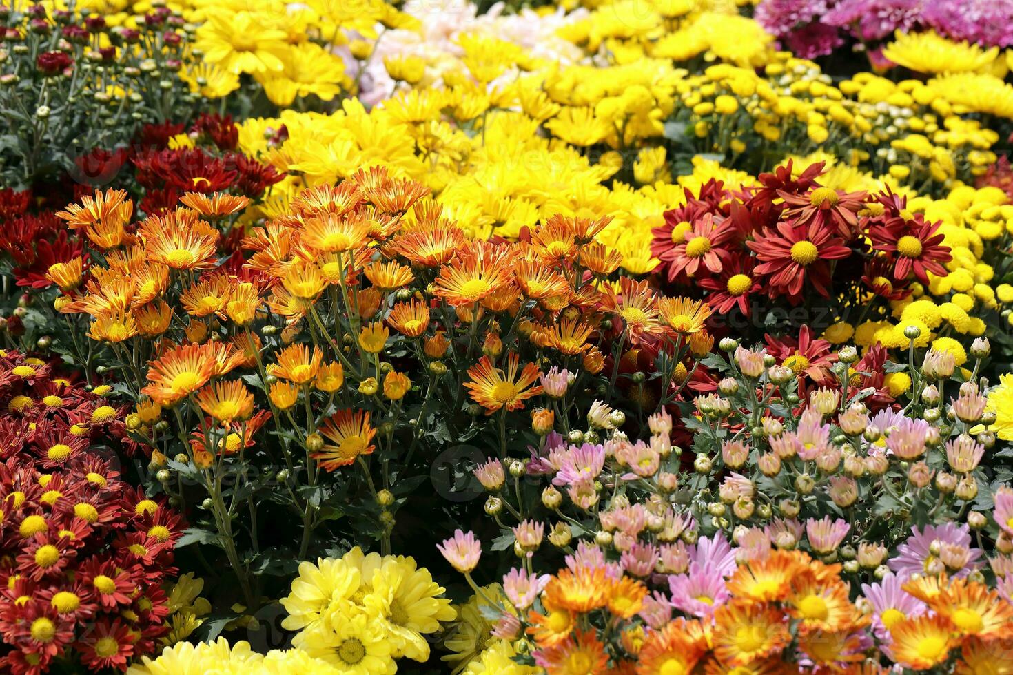 färgrik blomma säng orange röd gul utomhus- trädgård dagsljus foto