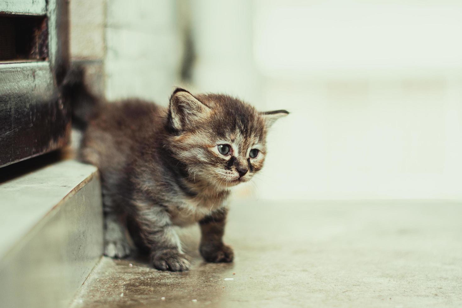 brun tabby kattunge på brunt träbord foto