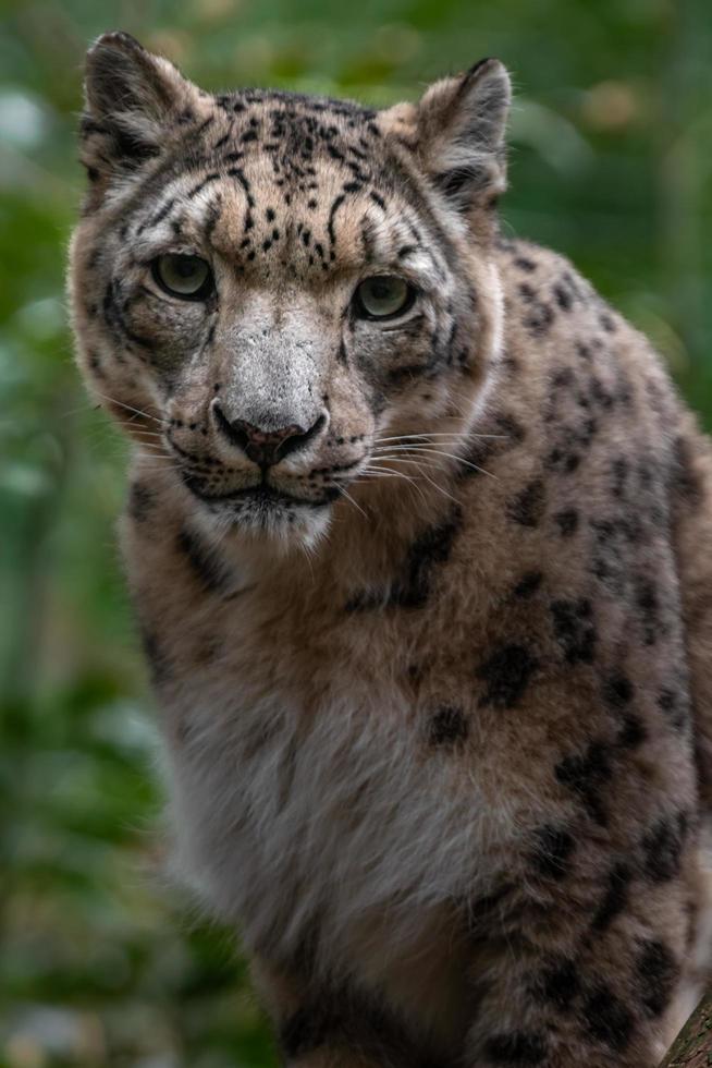 snöleopard i djurparken foto