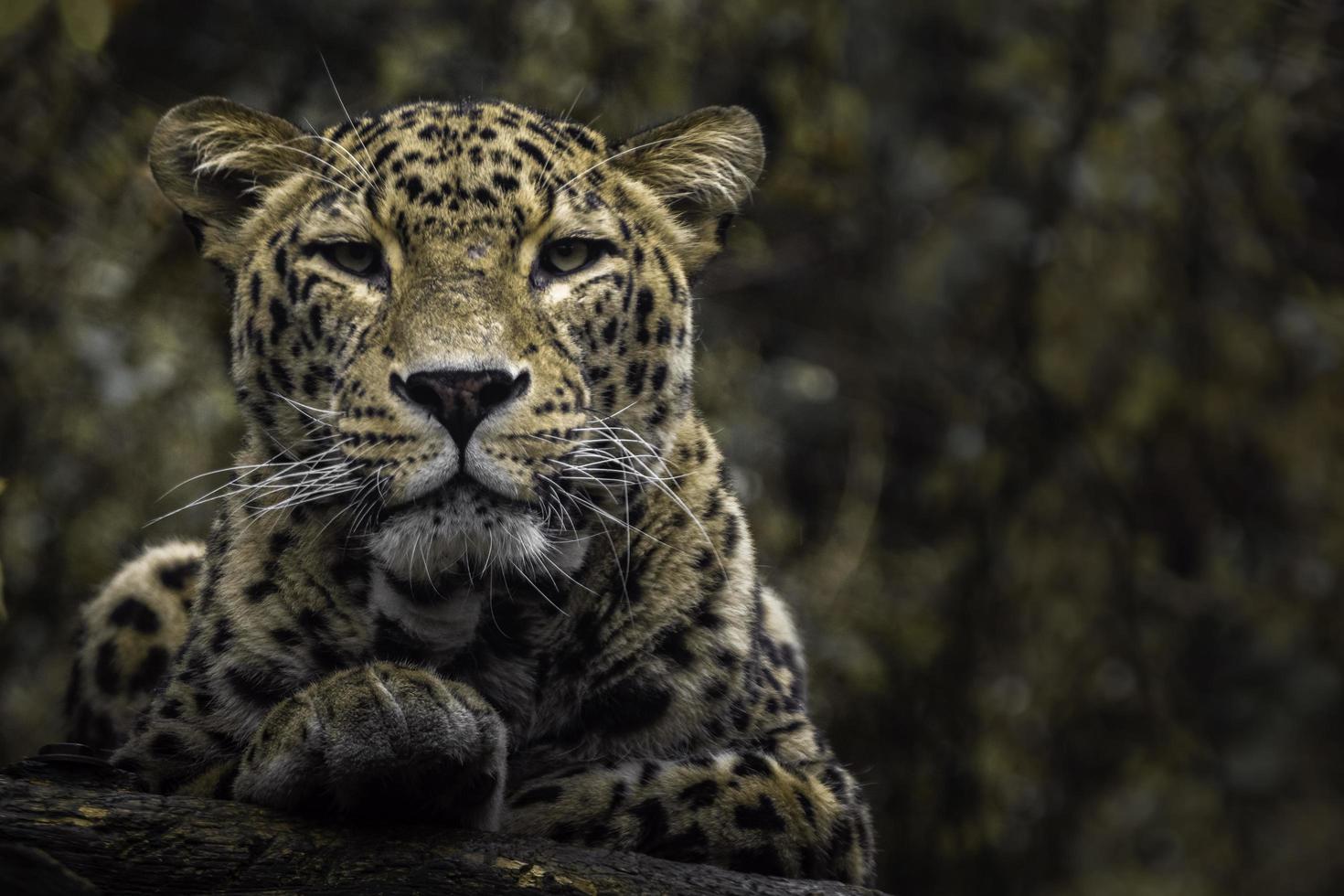 porträtt av persisk leopard foto