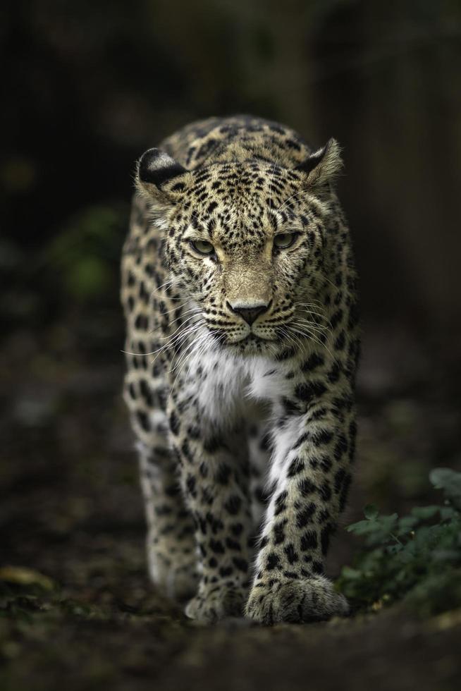 porträtt av persisk leopard foto
