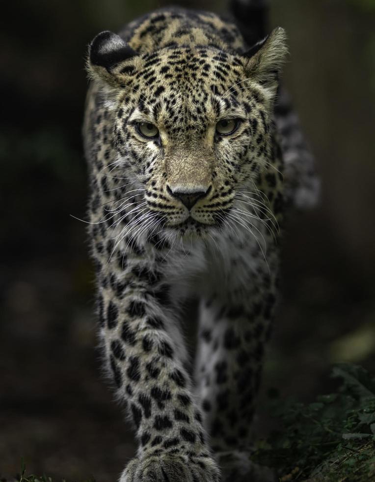 porträtt av persisk leopard foto