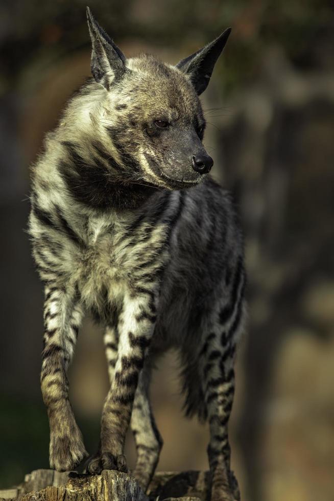 randig hyena i djurparken foto