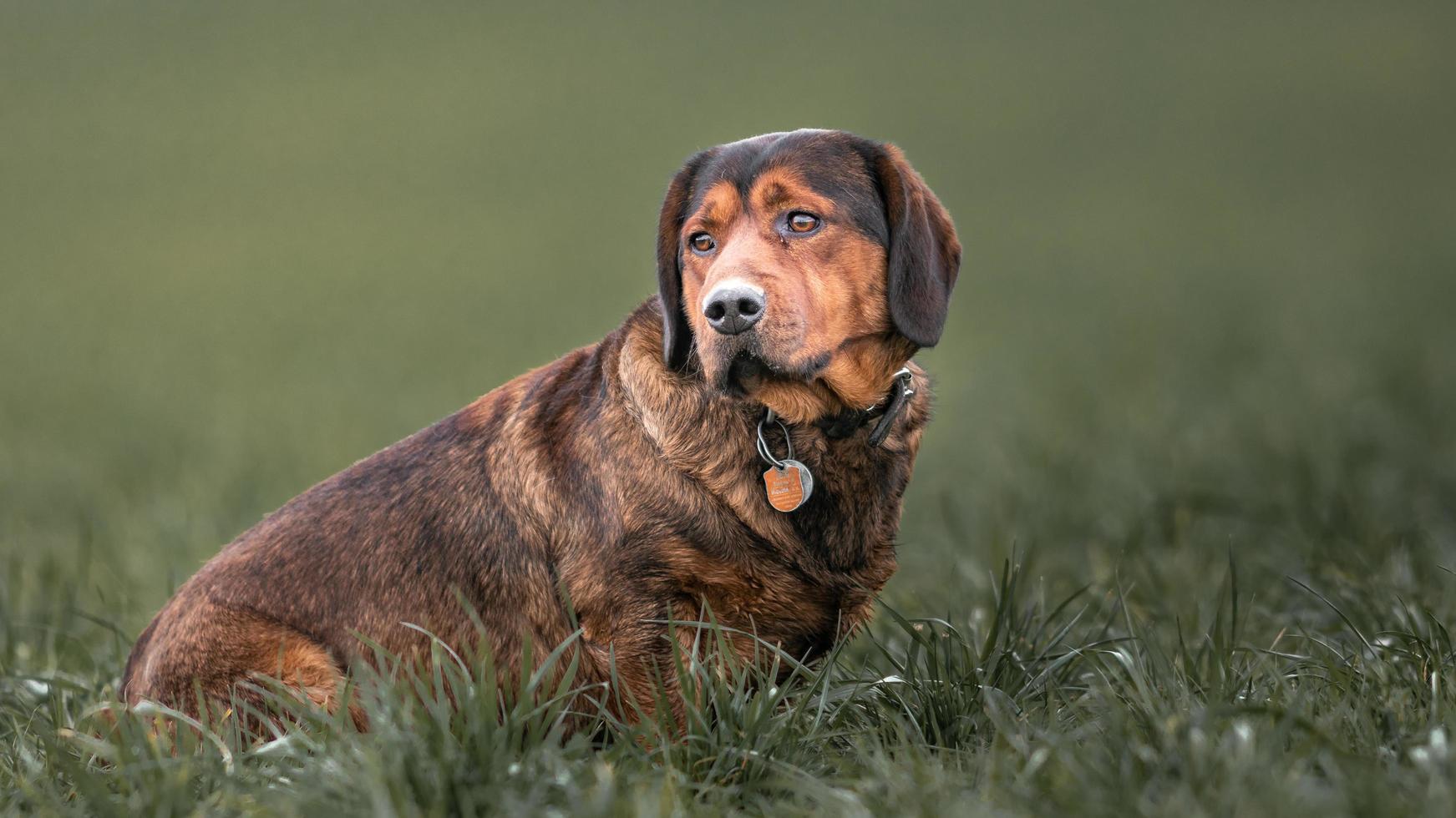 alpin dachsbracke på fältet foto