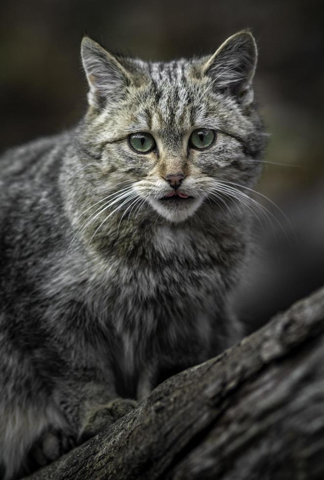 porträtt av europeisk vildkatt foto