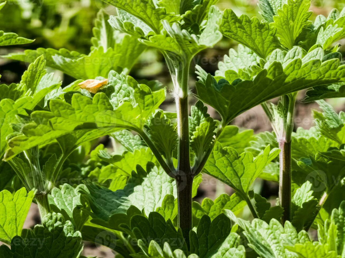 melissa löv. bakgrund från grön löv av melissa officinalis. melissa eller citron- balsam ört löv stänga upp. foto