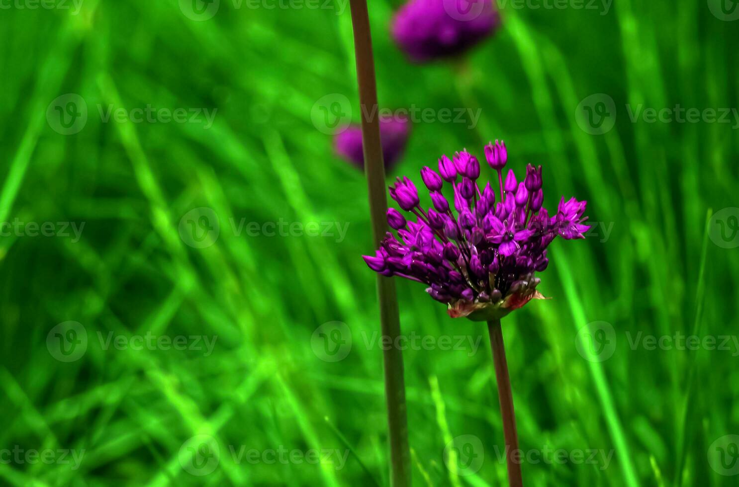 blomning lila dekorativ lök allium hollandicum, lila känsla mot de grön gräs bakgrund foto