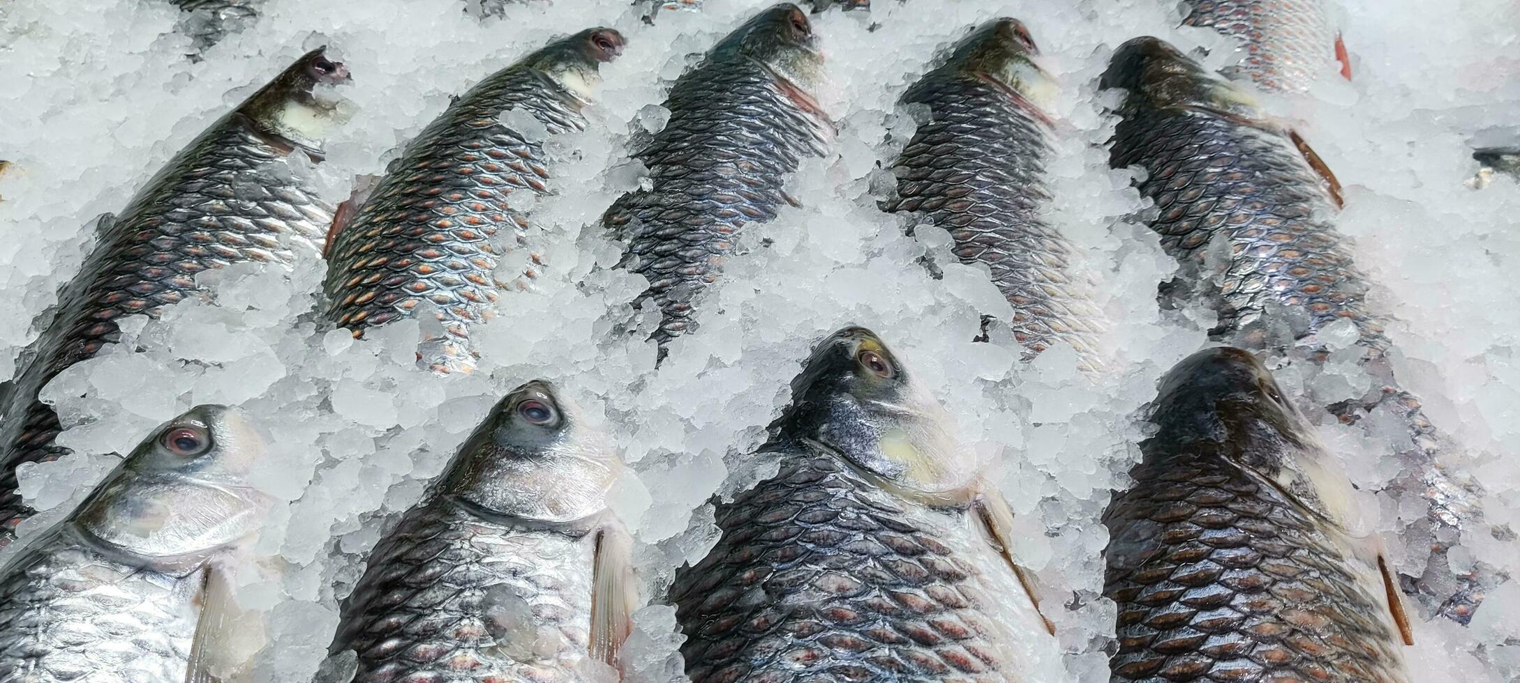 färsk och utsökt flod fisk med is kuber. fisk marknadsföra och lax stänga upp skott med is. sydöst asiatisk flod fiskar i en fisk marknadsföra. färsk marknadsföra och ljuv vatten lax stänga upp skott. foto