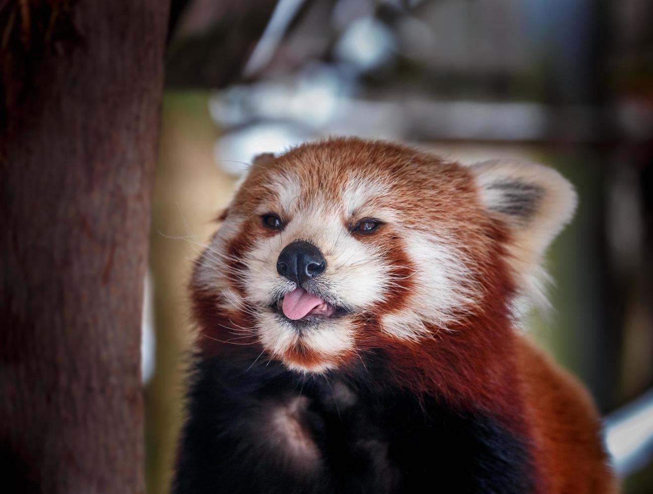 porträtt av röd panda foto