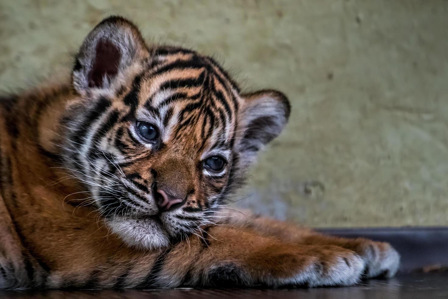 liten sumatran tiger foto