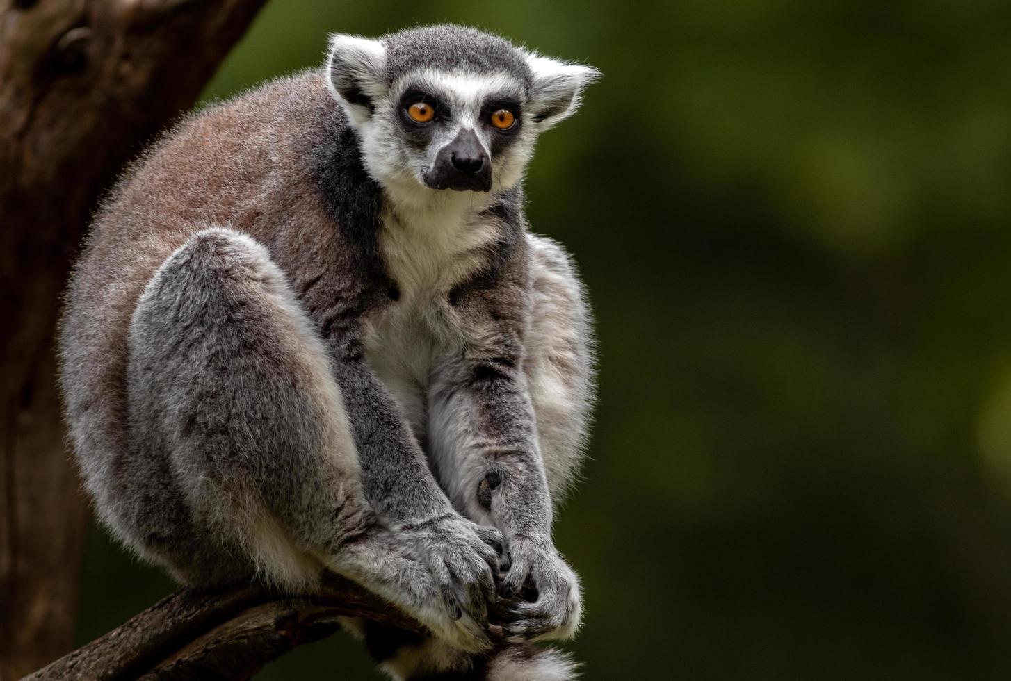 ring-tailed lemur foto