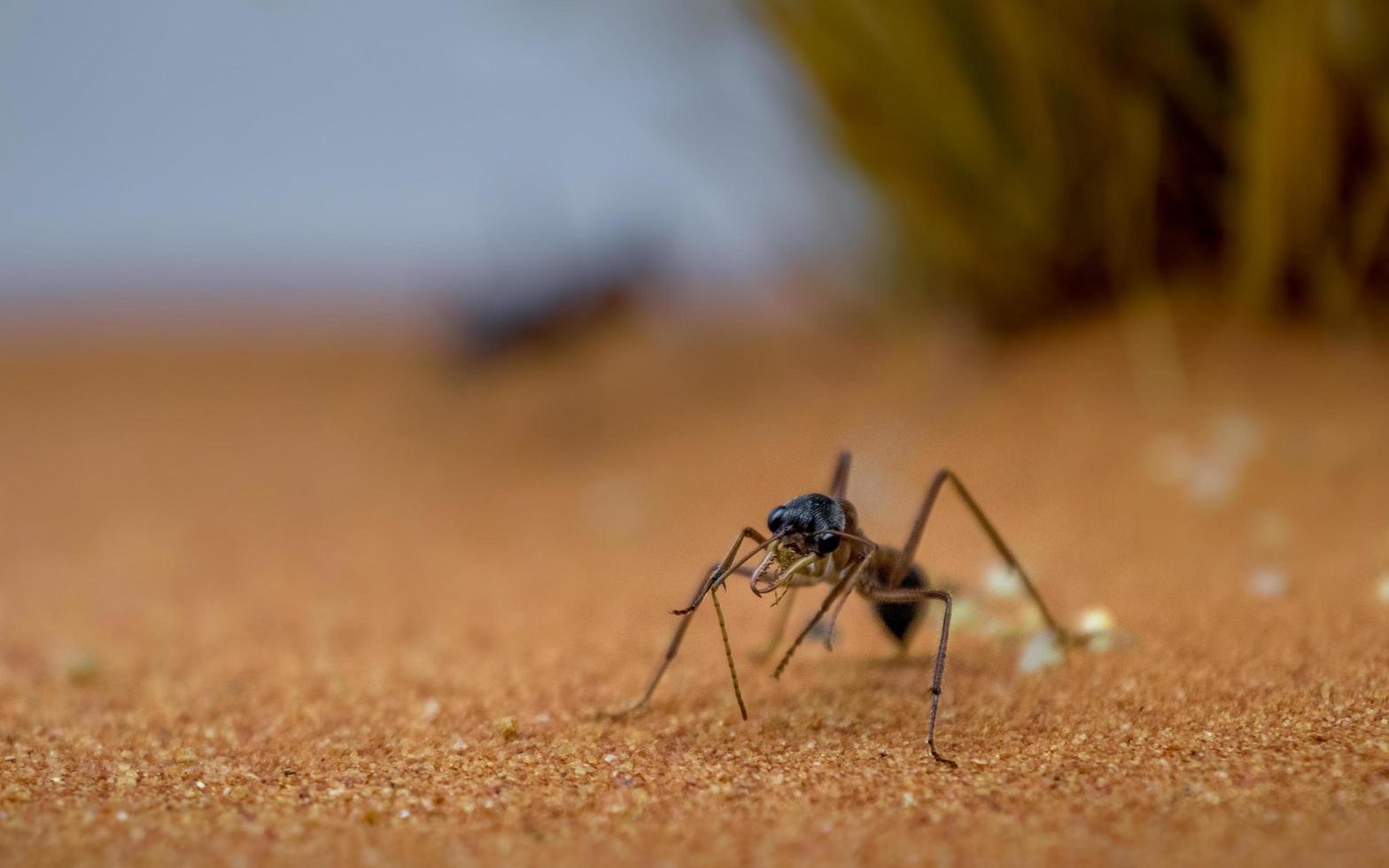 myra myrmecia pyriformis foto