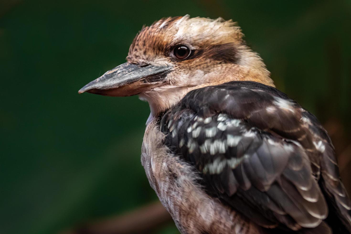 skrattande kookaburra i djurparken foto