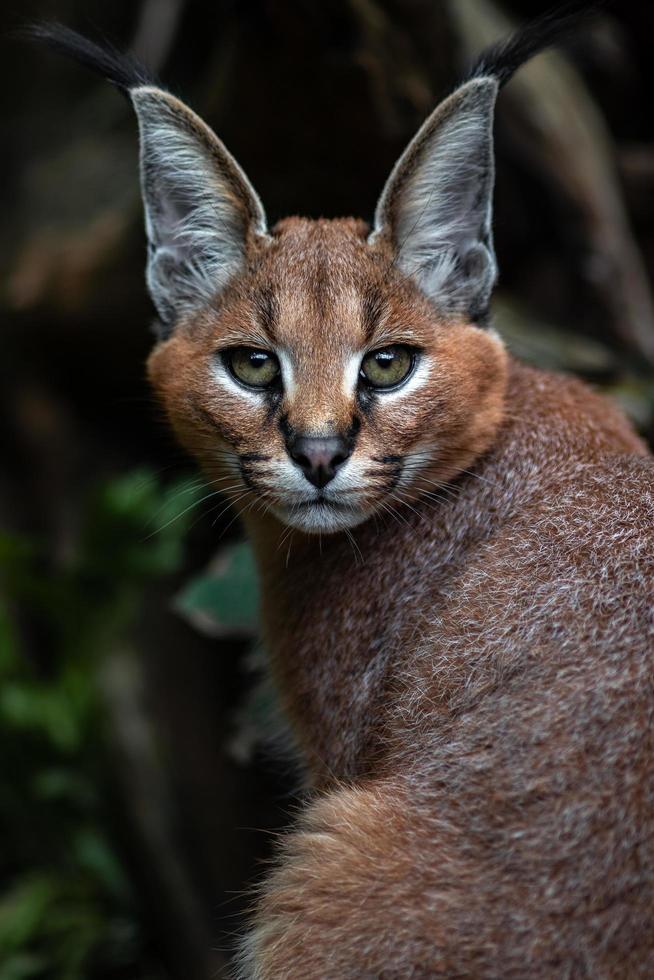 porträtt av caracal foto