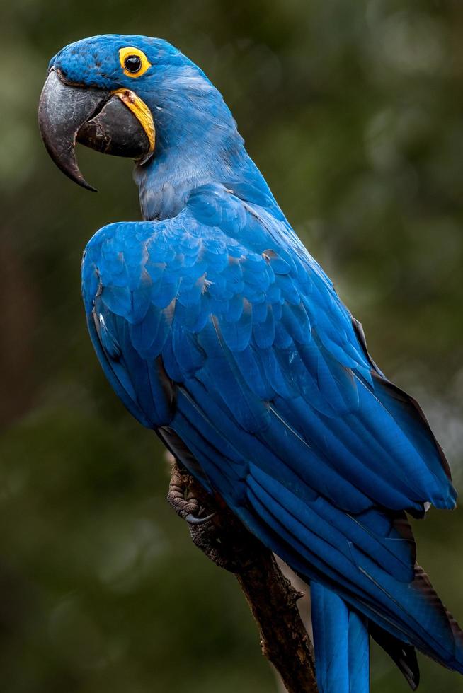 porträtt av hyacint macaw foto