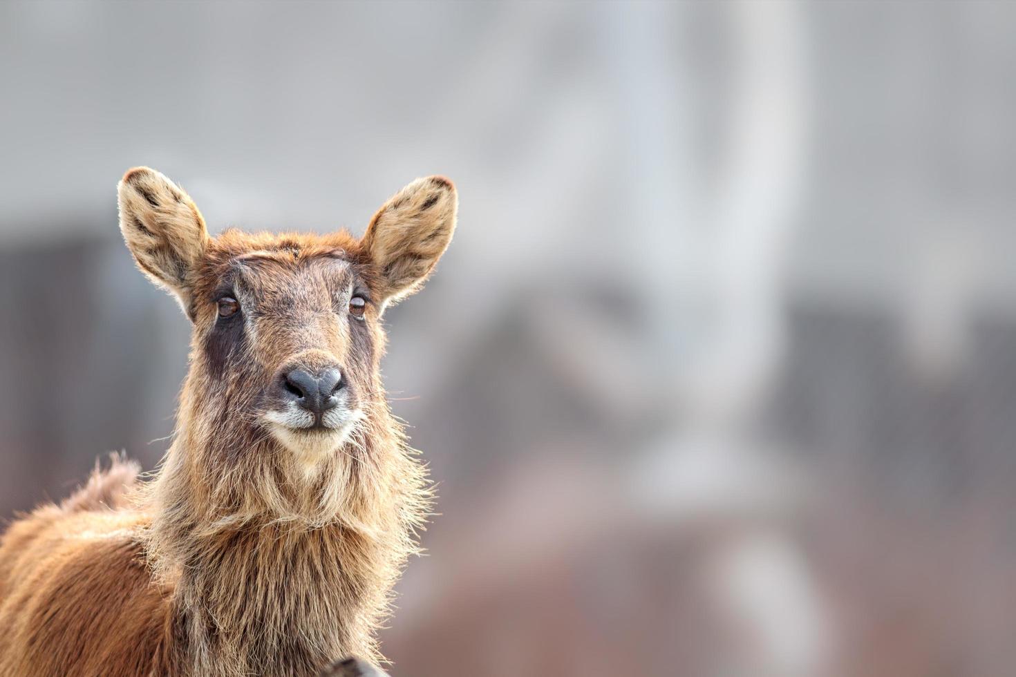 nile lechwe i zoo foto