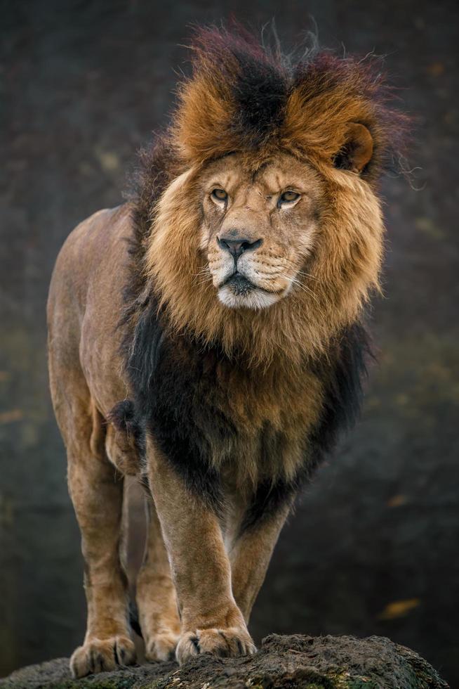 porträtt av lejonet foto