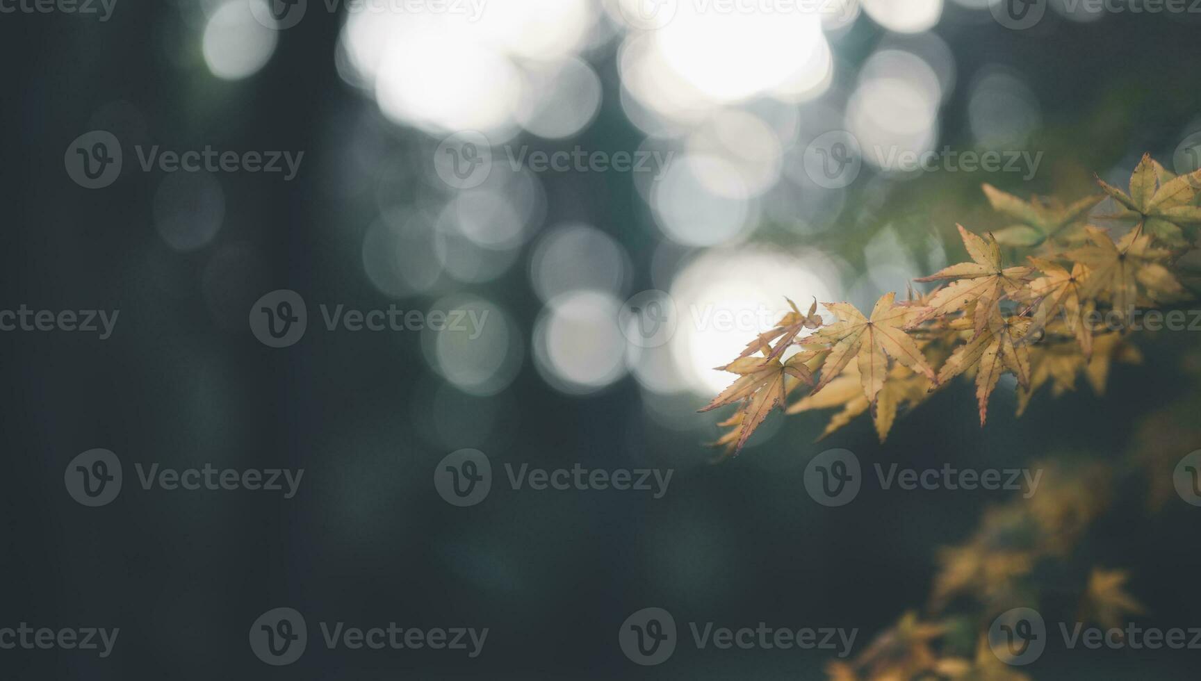 abstrakt bakgrund av höst löv höst bakgrund, skön falla landskap på höst gul röd och brun i falla månader foto