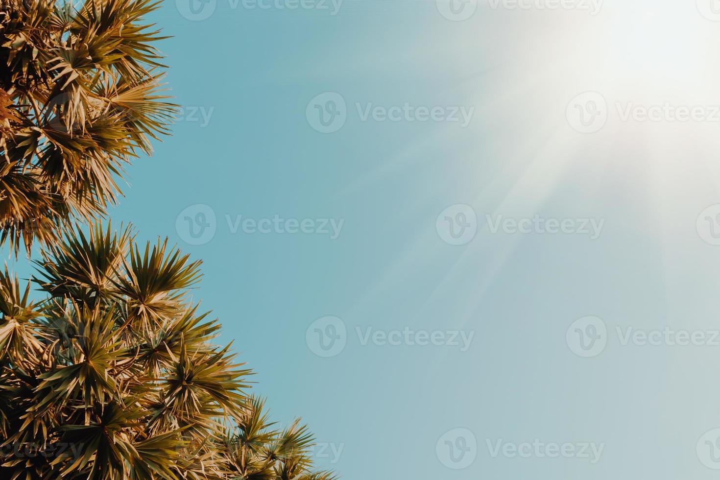 tropiska palmkokospalmer på solnedgångshimmelflare och bokeh-natur foto