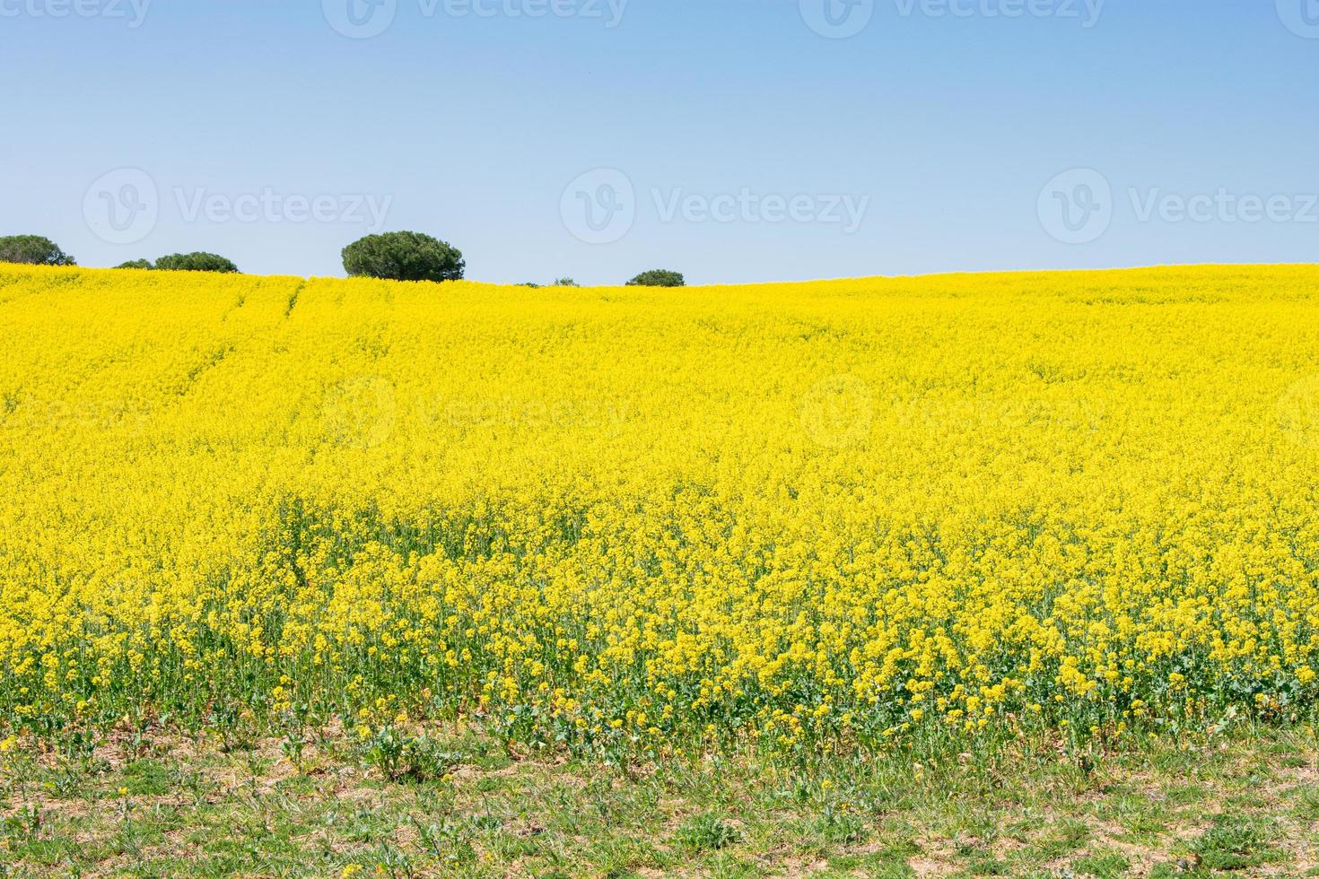 vackert fält med gula rapsblommor foto