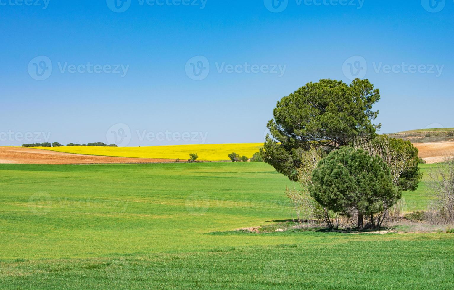 vackert grönt och gult fält med blå himmel foto