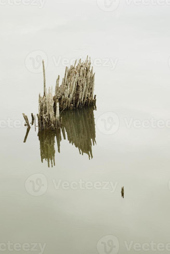 torr vass reflekterad på vattenytan foto