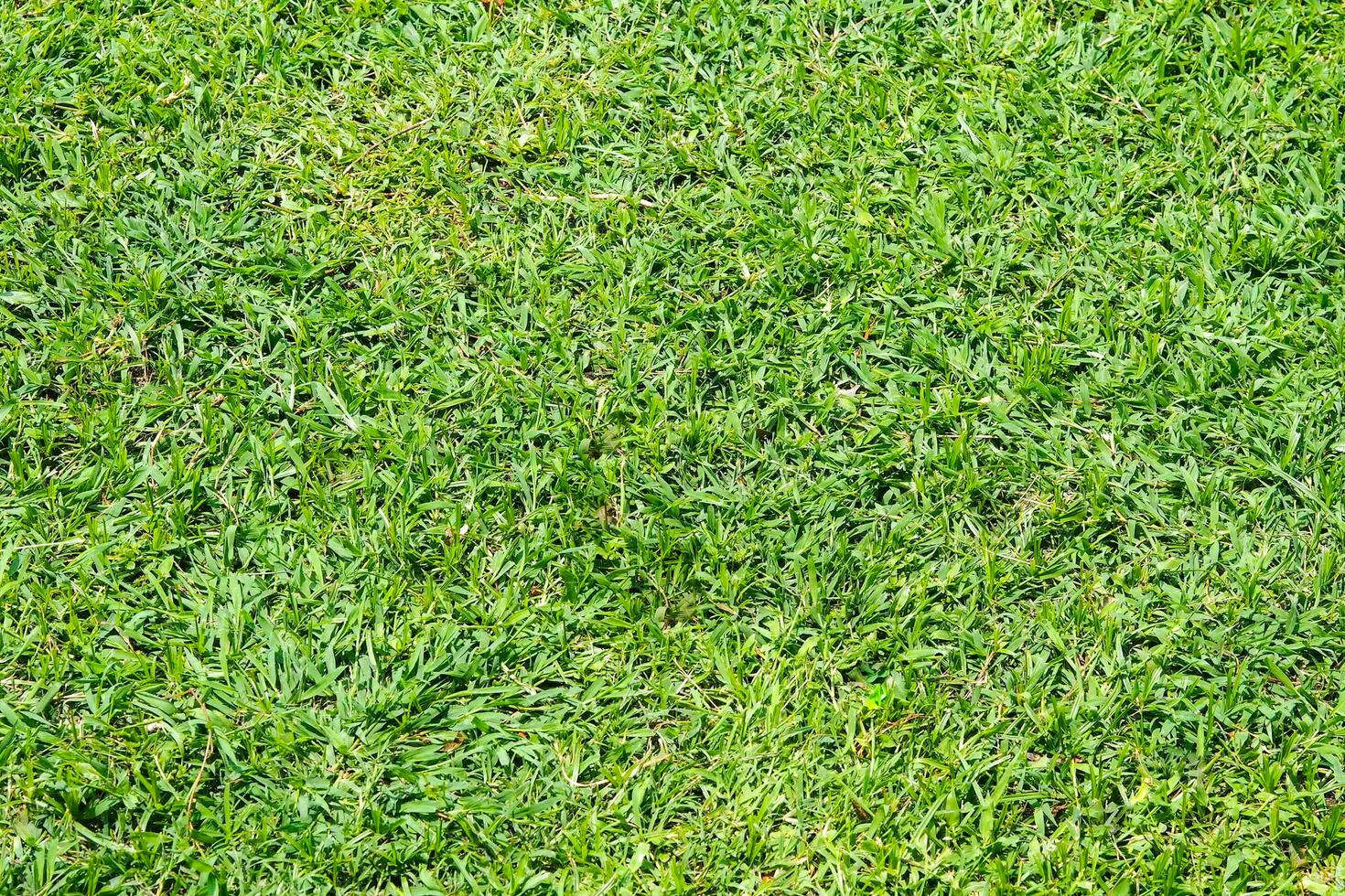 grönt gräs golv textur bakgrund. foto