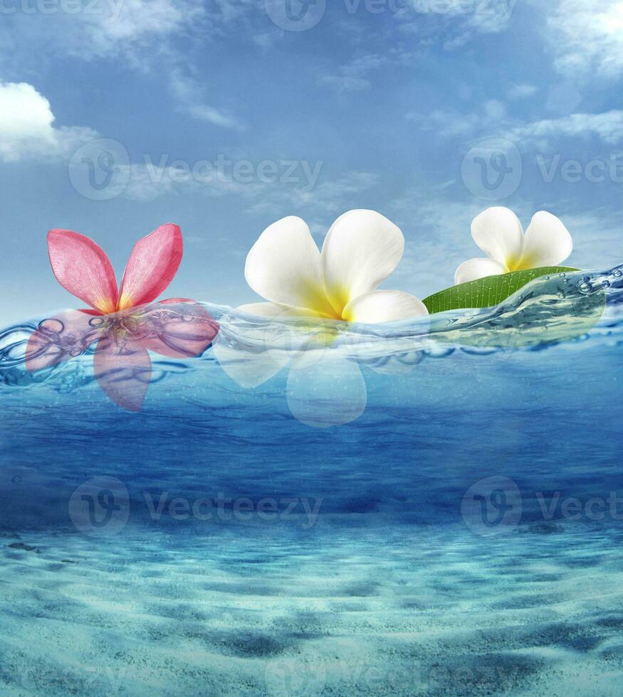 frangipani blomma på hav hav flyta foto