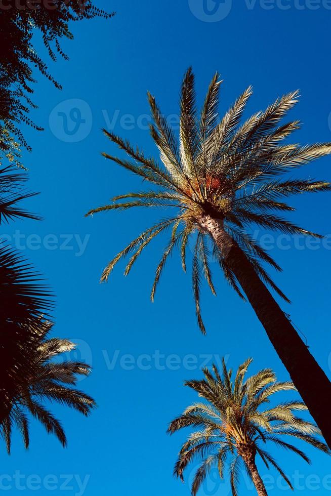 träd palm och blå himmel foto