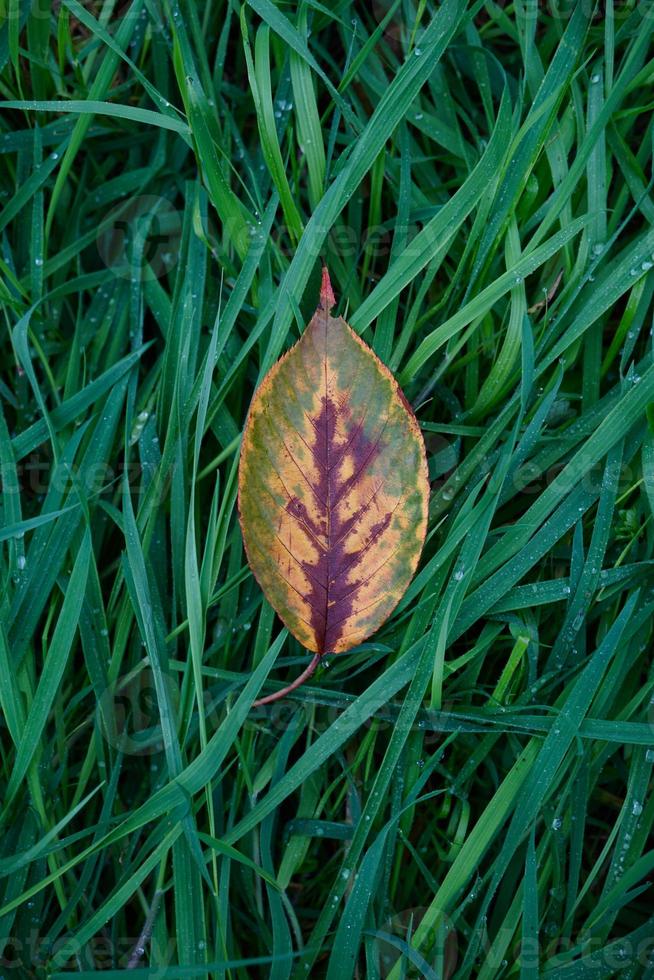 gult trädblad i aututmn säsong foto