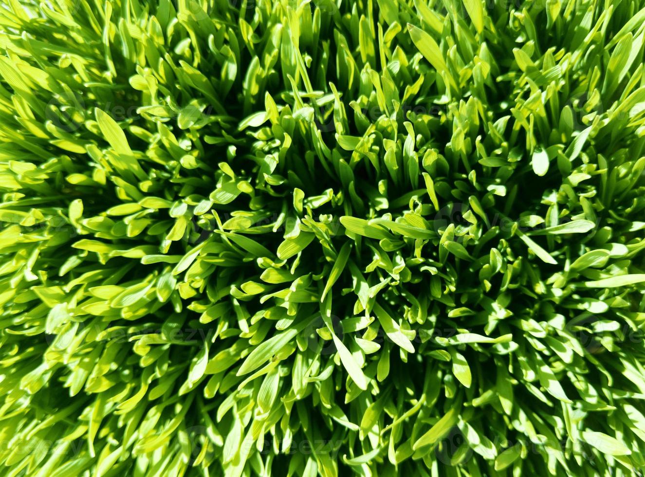 ung vete grönt gräs ovanifrån stock foto