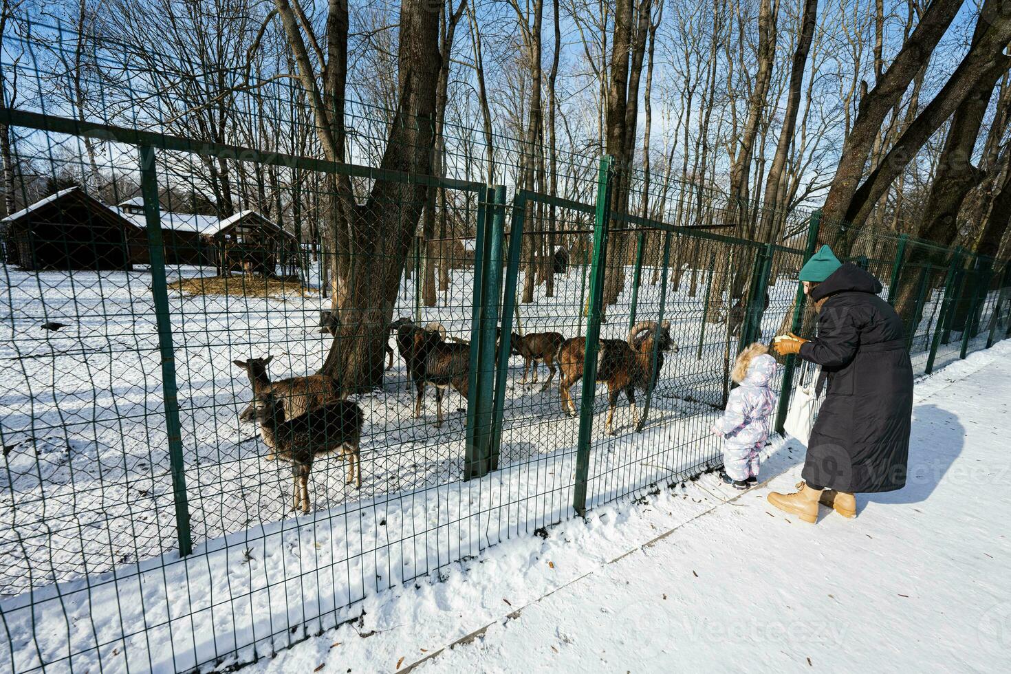 mor och barn på en solig frostig vinter- dag i de parkera matning besättning av get i de Zoo. foto